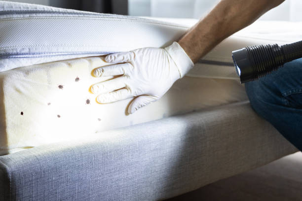 Best Residential Pest Control  in High Ridge, MO