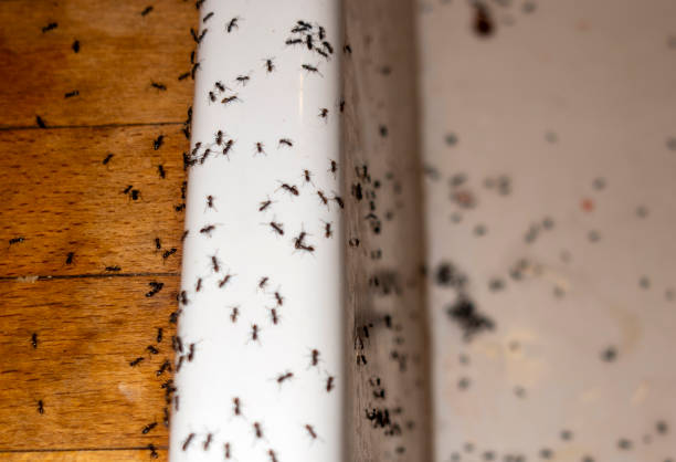 Trusted High Ridge, MO Pest Control Experts