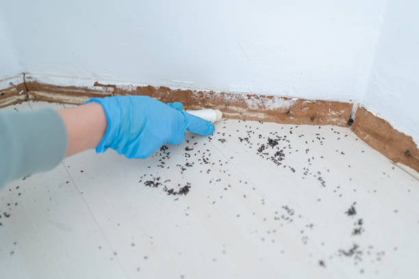 Best Mosquito Control Services  in High Ridge, MO